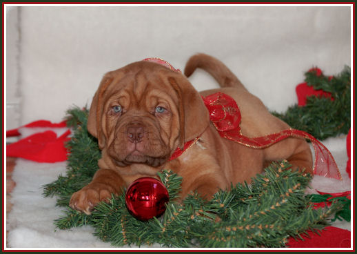 kerst pup14.jpg